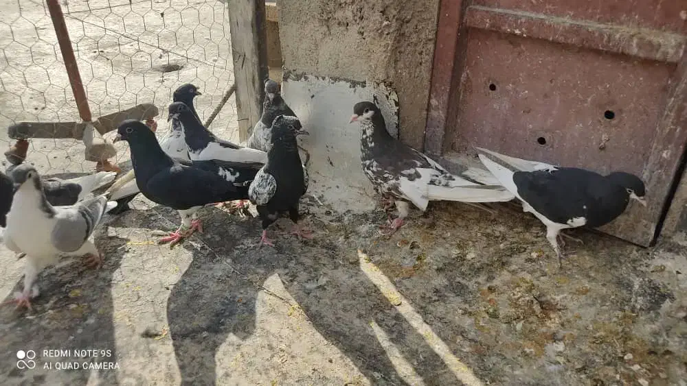 کفتر شهری بهبونی|پرنده|شیراز, سلطان آباد|دیوار