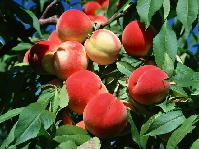 نهالستان ارقام متنوع میوه های پربار پالیز|خدمات باغبانی و درختکاری|بانه, |دیوار