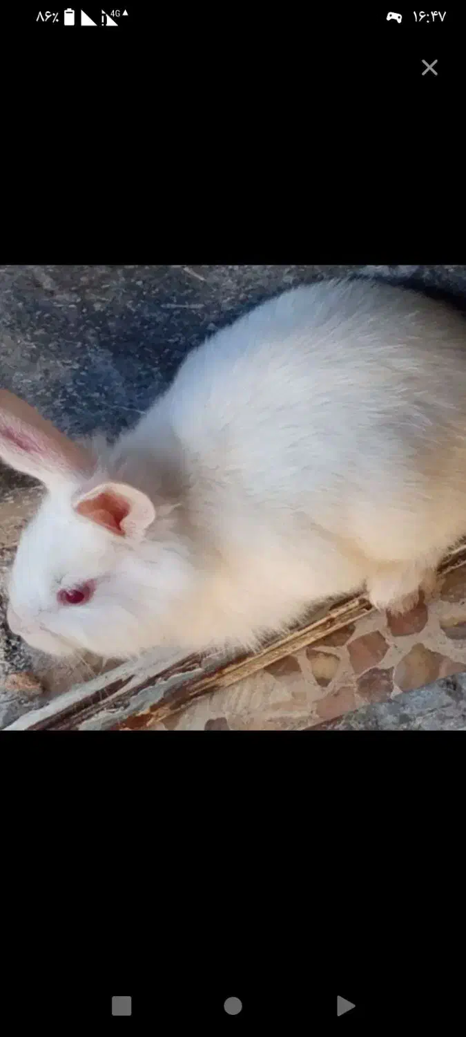 خرگوش|موش و خرگوش|ایذه, |دیوار