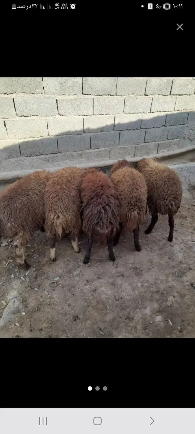 با سلام بره نر حدود ۴۰ کیلو|حیوانات مزرعه|میان جلگه, |دیوار