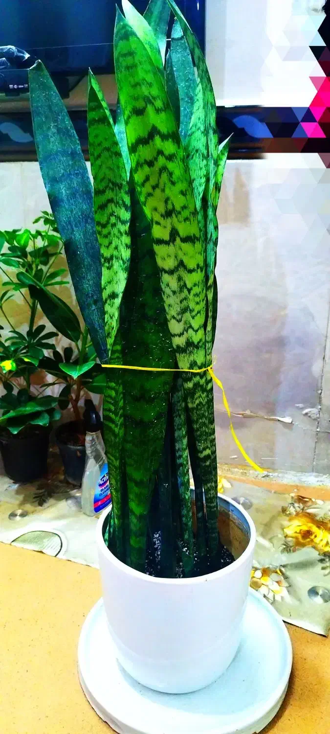 گل وگیاه|گل و گیاه طبیعی|خرمشهر, |دیوار