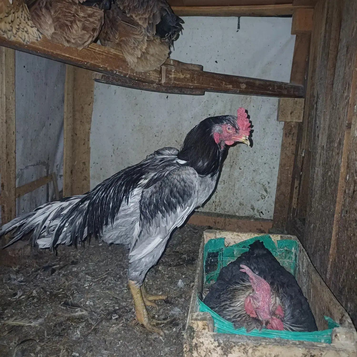 مرغ و خروس|حیوانات مزرعه|قم, بکایی|دیوار