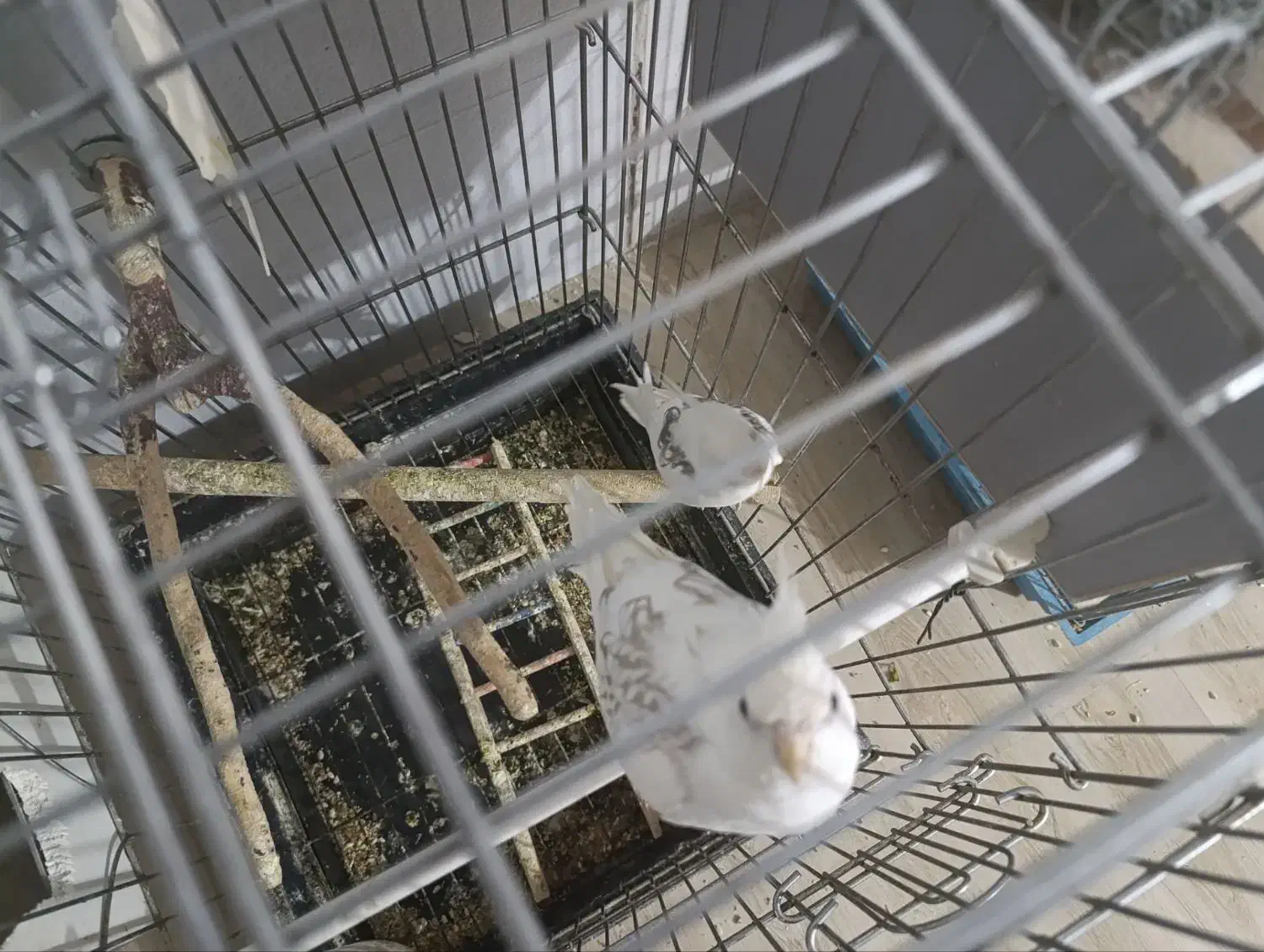 فروش دو جفت عروس هلندی پروانه ای|پرنده|بناب, |دیوار