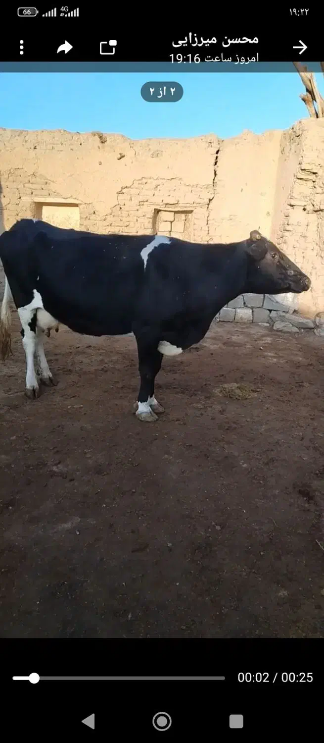 فروش گاوتک شیر|حیوانات مزرعه|سقز, |دیوار