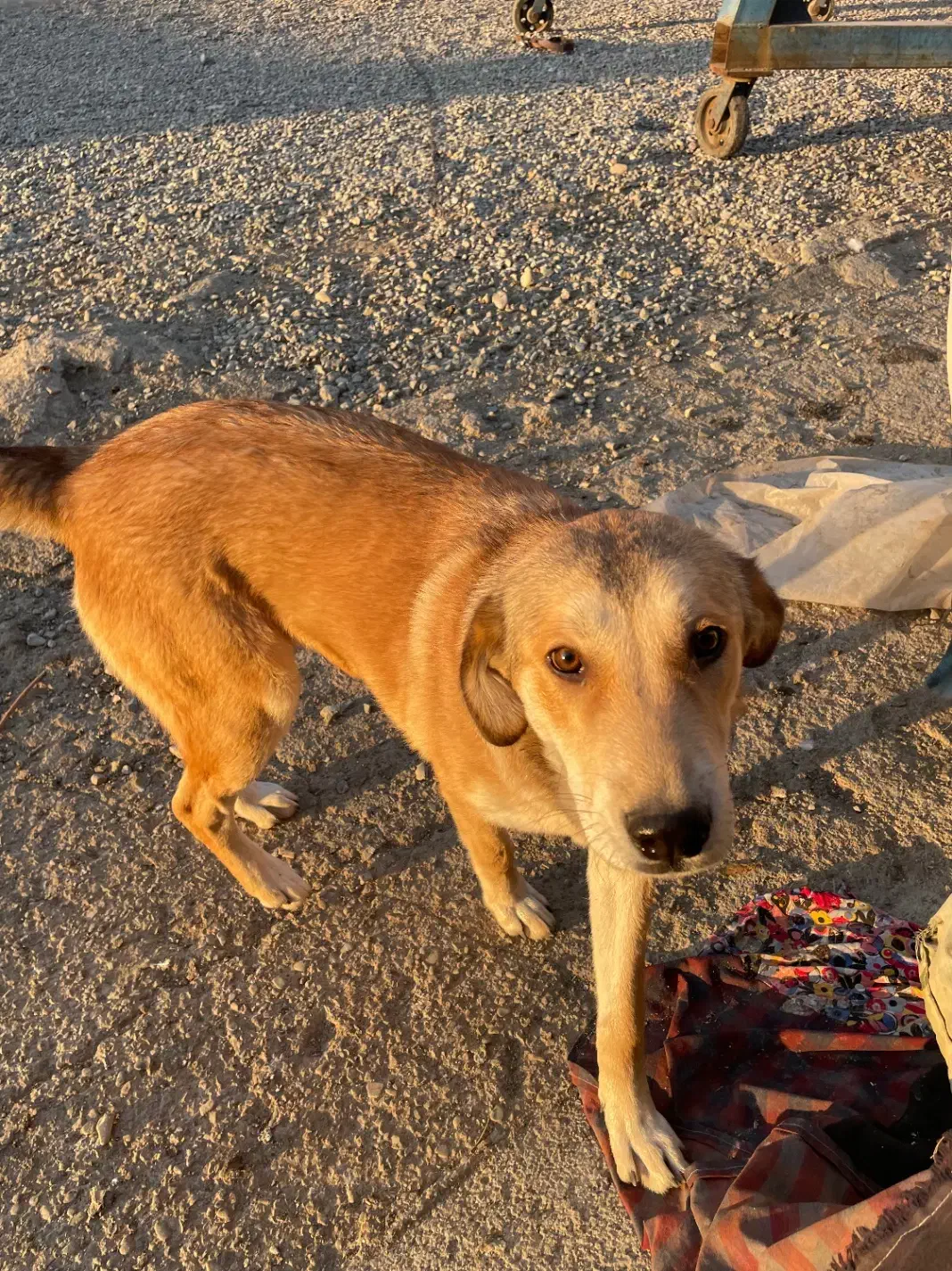 واگذاری توله پژدر رایگان|سگ|نسیمشهر, |دیوار