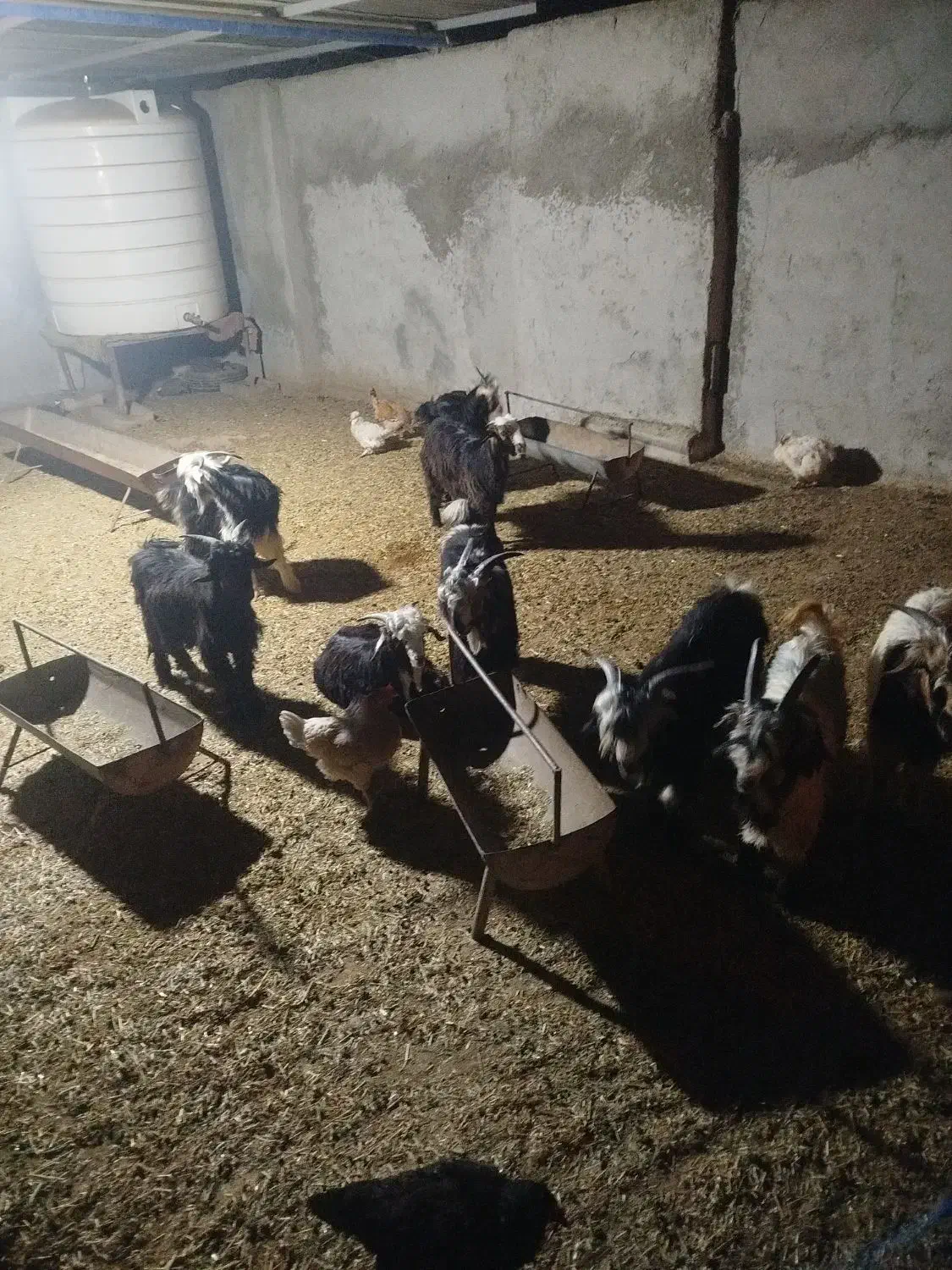 کهره خوب و سالم|حیوانات مزرعه|ریگ, |دیوار