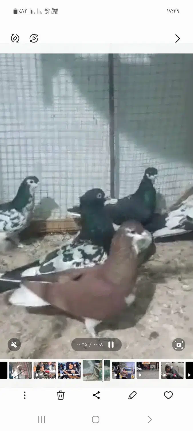 فروشی|پرنده|کازرون, |دیوار