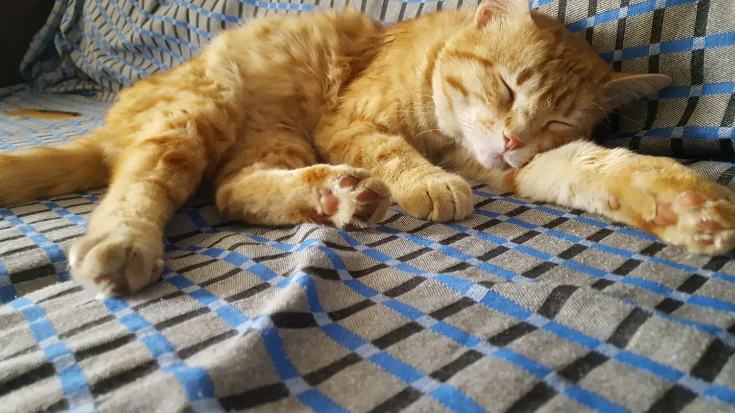 گمشده|حیوانات|دماوند, دماوند|دیوار