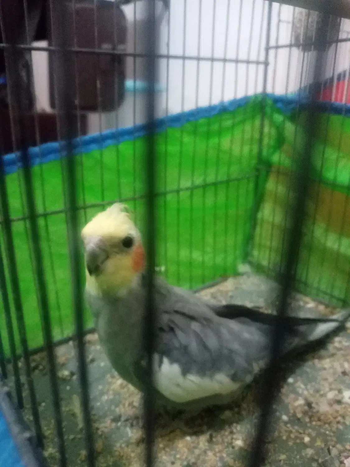 فروش ۴ عدد عروس هلندی|پرنده|آشخانه, |دیوار