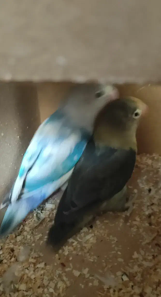 جفت طوطی برزیلی|پرنده|کازرون, |دیوار