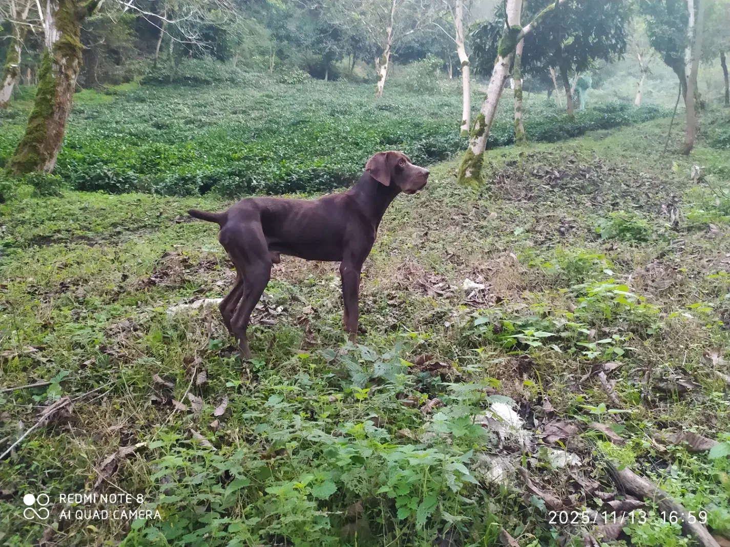سگ شکاری پویینتر انگلیسی|سگ|لاهیجان, لیل|دیوار