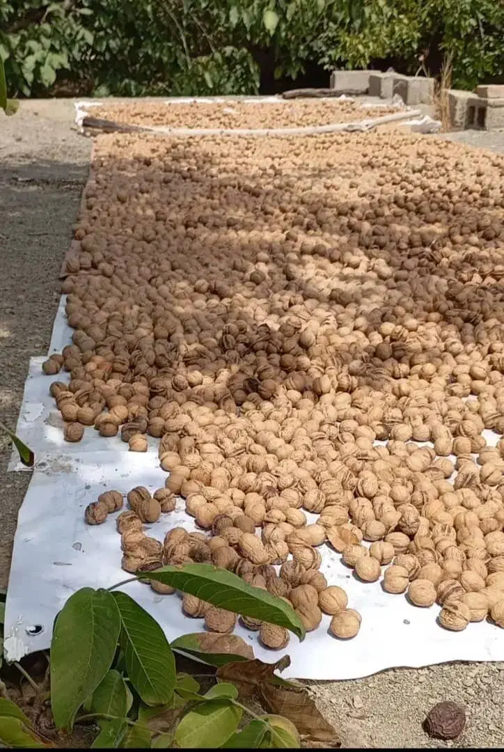 گردودشتک،بادام،برنج ،شیره انگور،لوبیاچیتی|خوردنی و آشامیدنی|شیراز, شهرک سعدی|دیوار