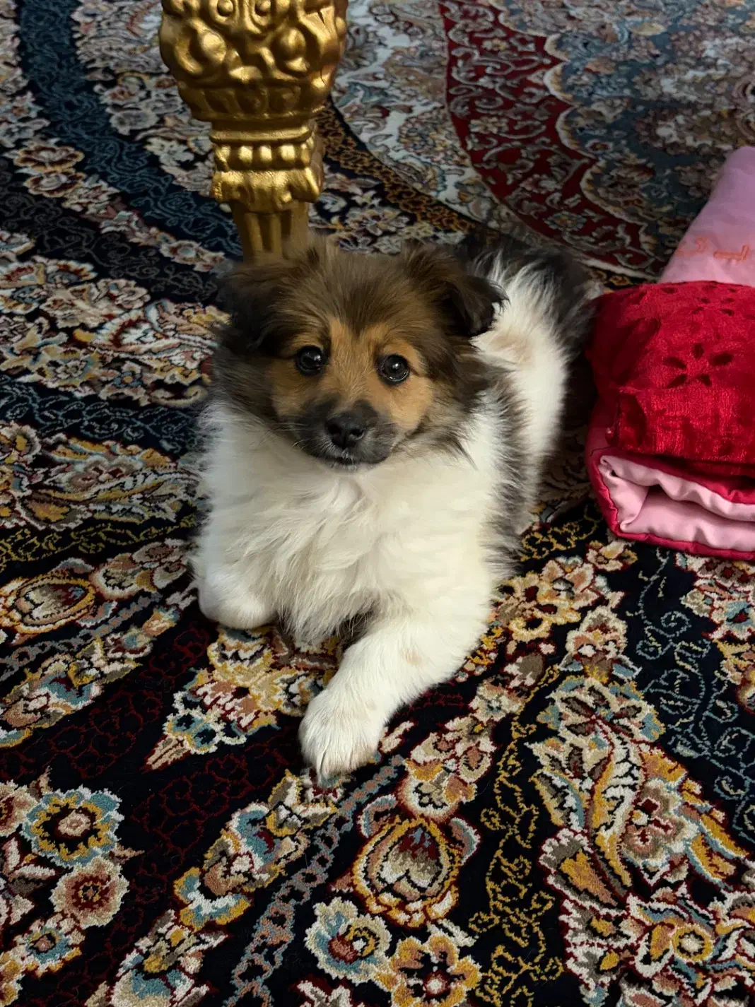 سگ اشپیتز|سگ|تهران, دکتر هوشیار|دیوار