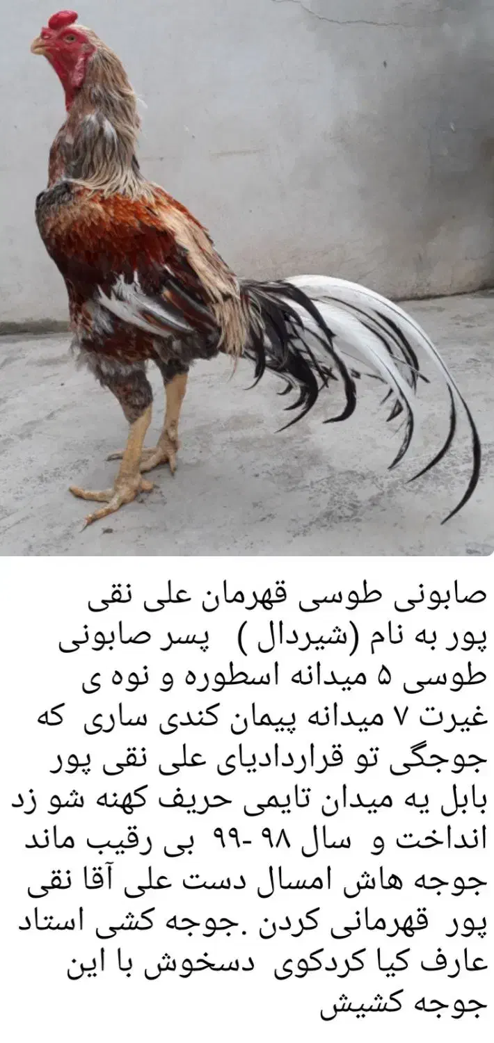 خروس‌لاری|حیوانات مزرعه|رباط‌کریم, رباط‌کریم|دیوار