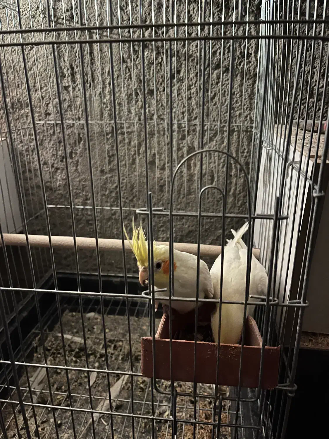 عروس هلندی|پرنده|رفسنجان, |دیوار