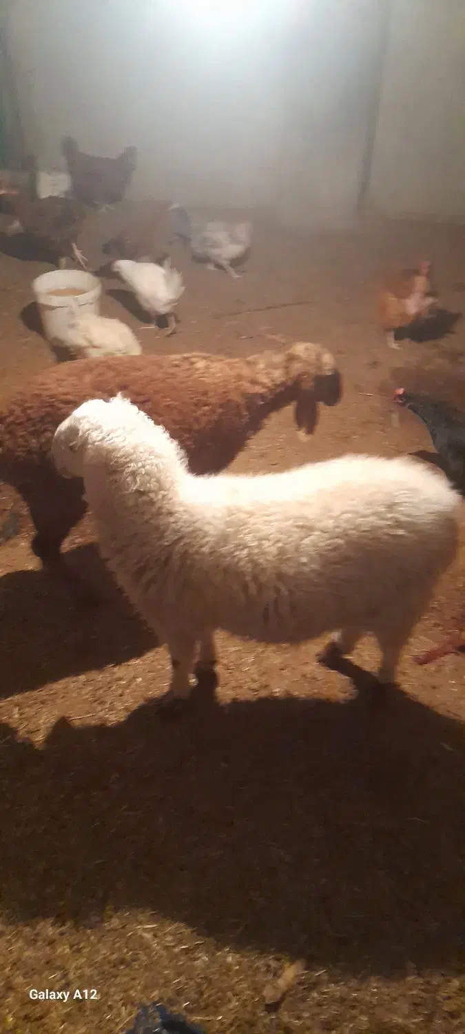 بره نر|حیوانات مزرعه|تیمور آباد, |دیوار