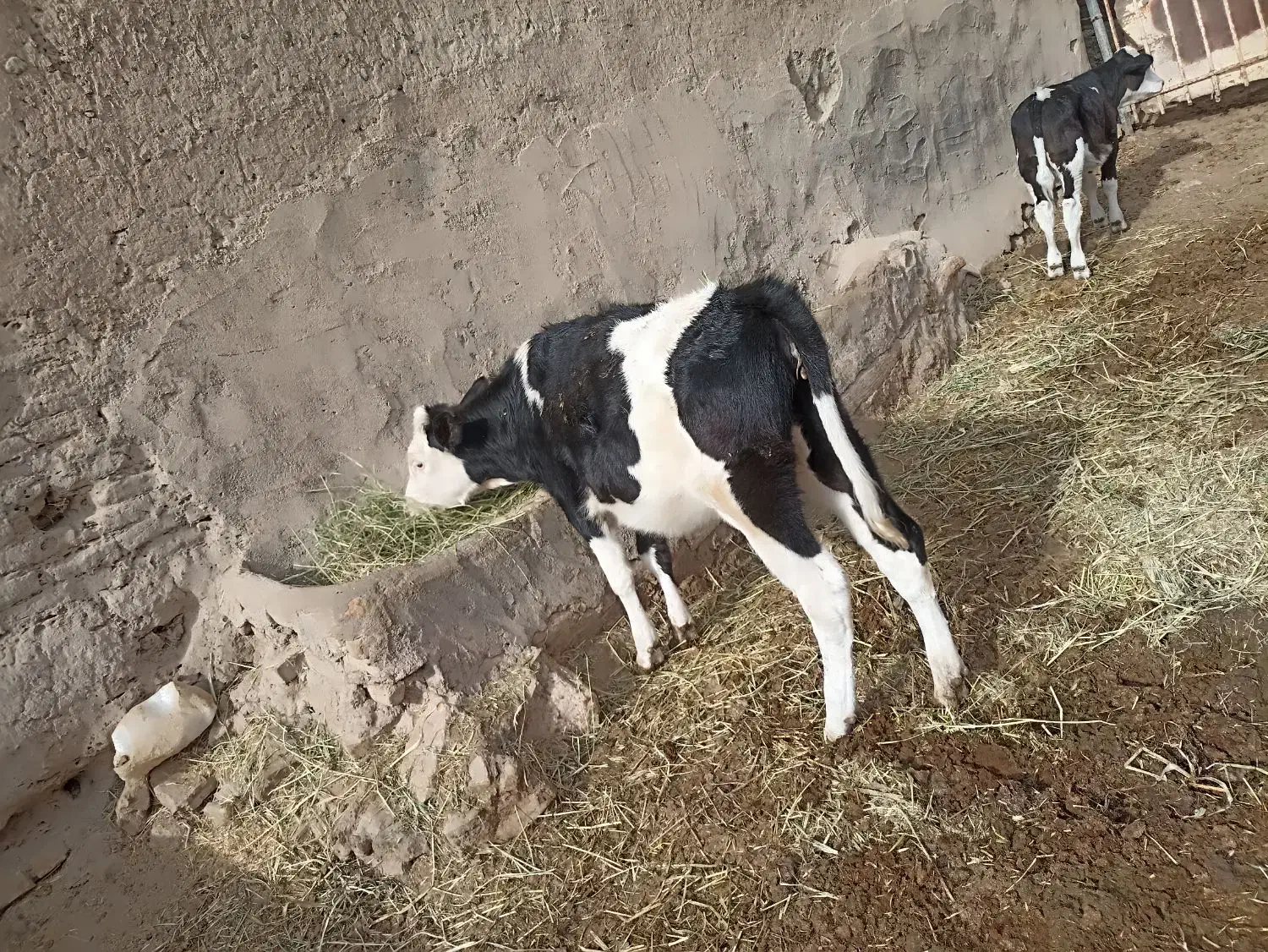 یک عدد گوساله ماده 270کیلو|حیوانات مزرعه|زاوه, |دیوار