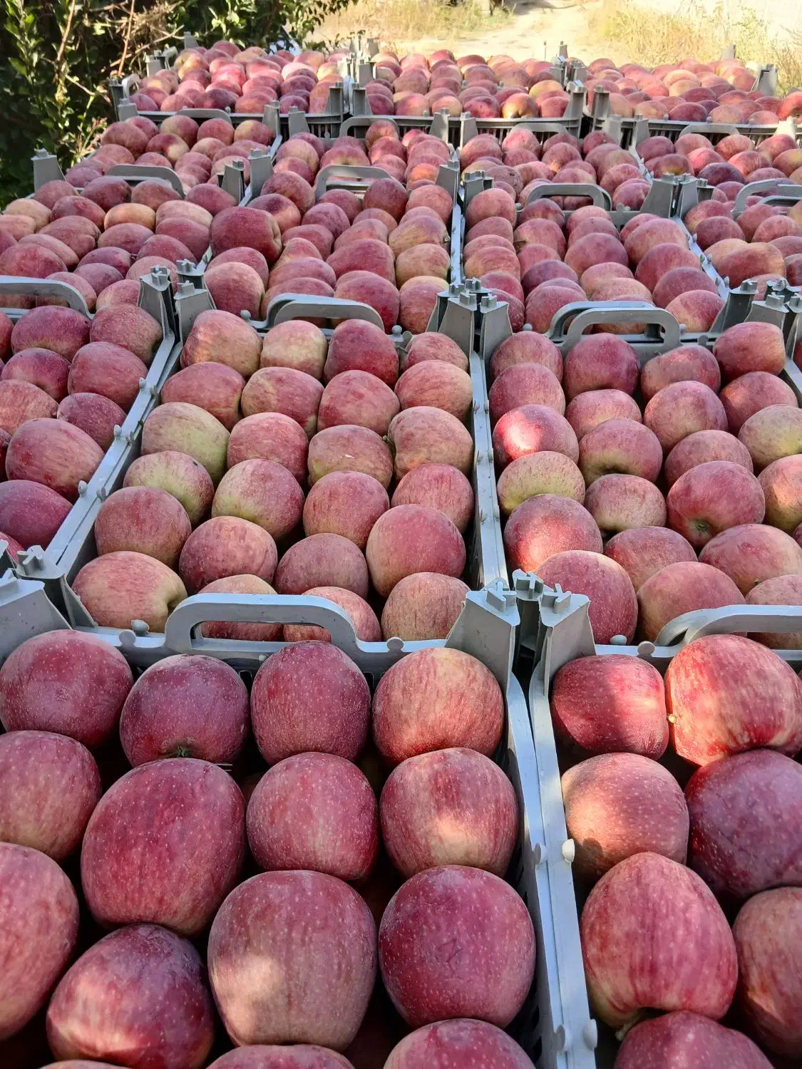 باغ سیب قرمز ۸۰۰متر ۱ ساعت سهم چاه عمیق|فروش زمین و ملک کلنگی|نوشین شهر, |دیوار