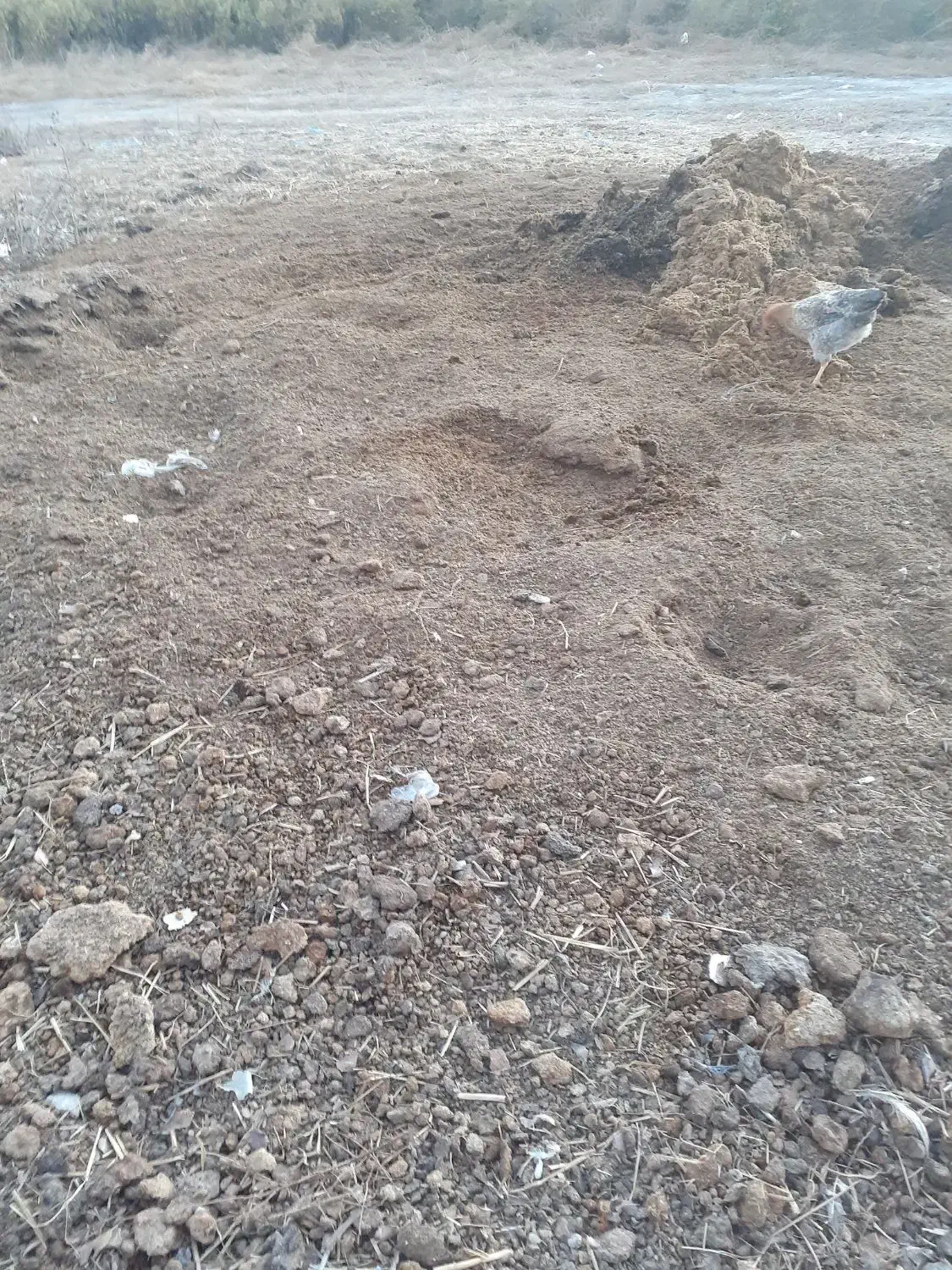 کود دامی گاو|خدمات باغبانی و درختکاری|پارس‌آباد, |دیوار