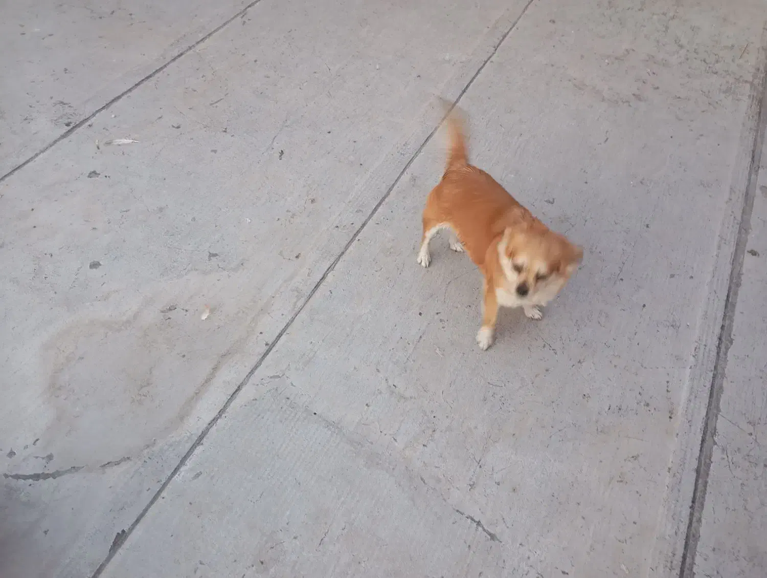 دوتا سگ|سگ|الوند, |دیوار