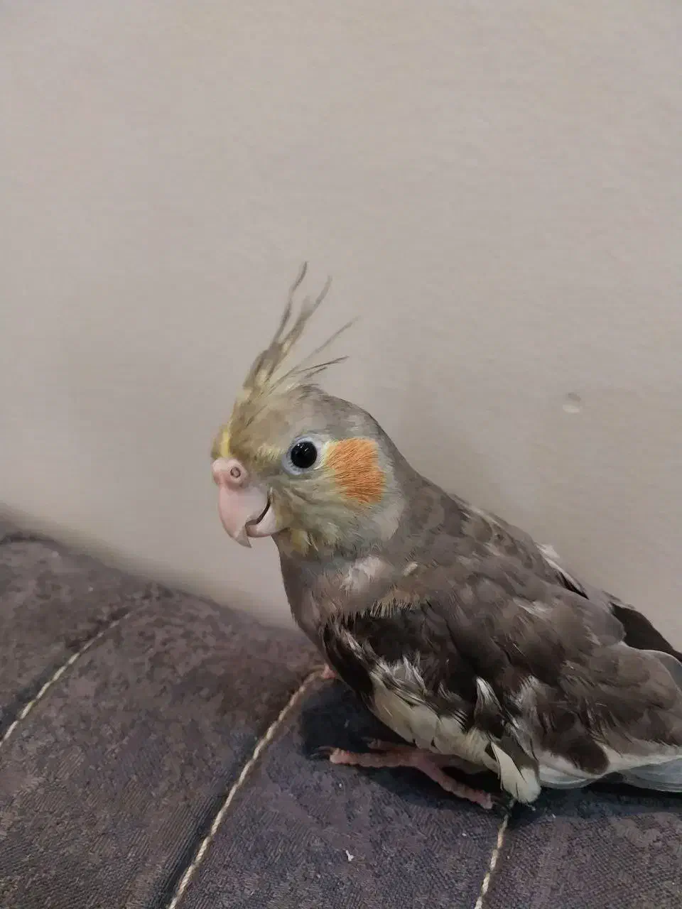 عروس هلندی دو ماهه|پرنده|تهران, هاشمی|دیوار