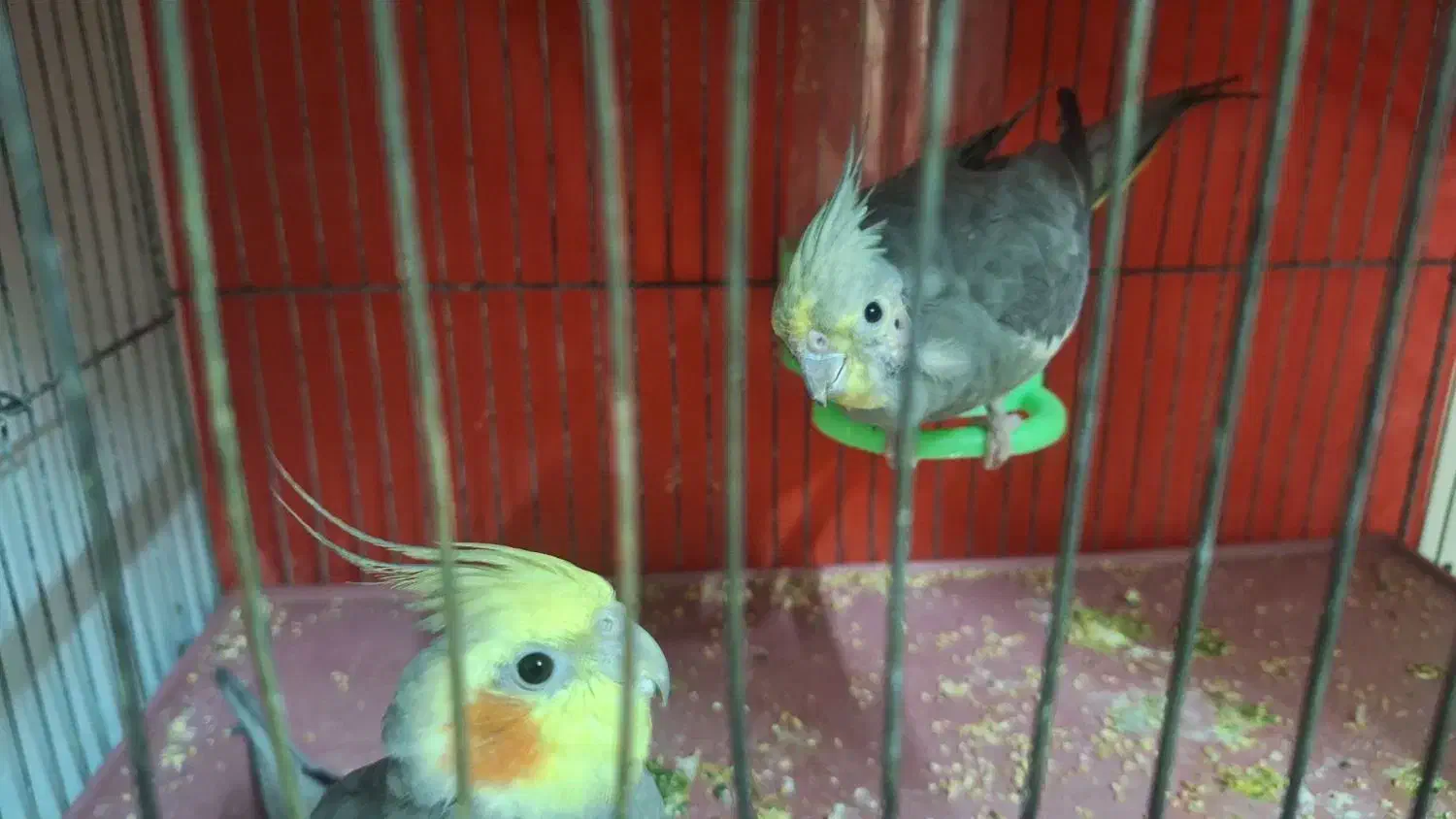 عروس جفت سیامون|پرنده|مشهد, شهید قربانی|دیوار