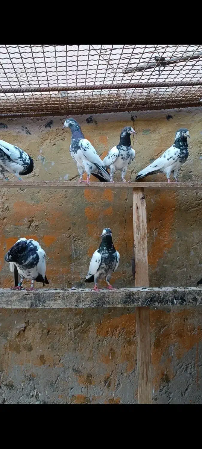 تیدی‌پیور|پرنده|فین, |دیوار