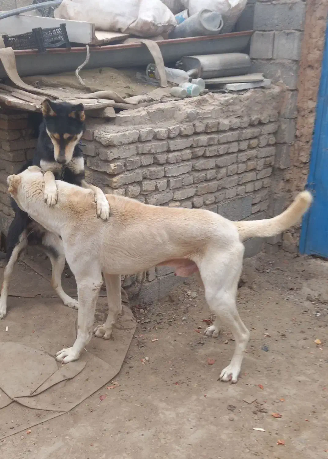 واگذاری سگ نگبانی سرابی|سگ|مشهد, سیسآباد|دیوار