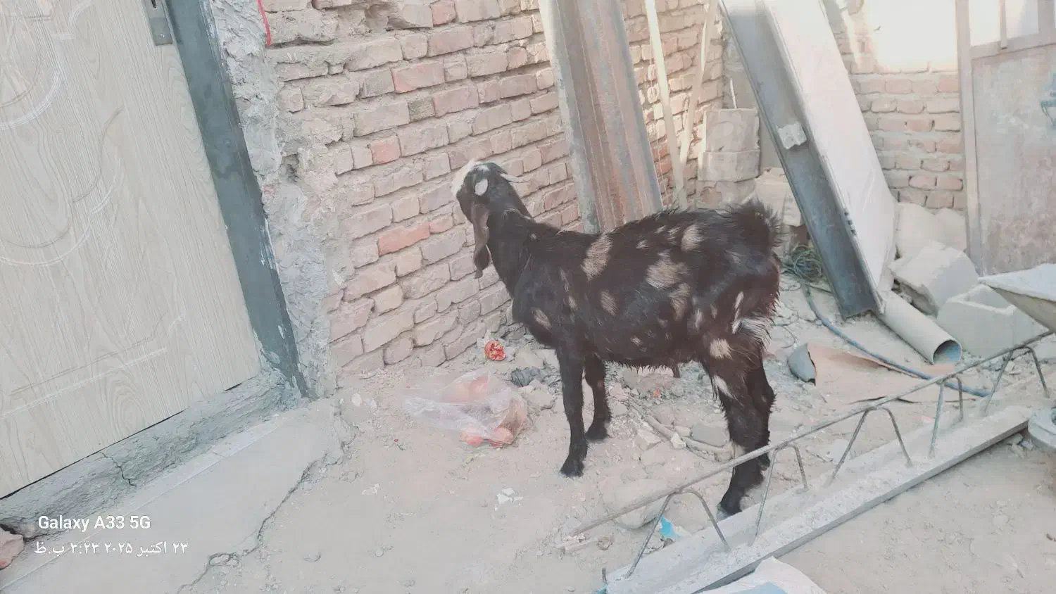 فروش فوری نر بز کامورایی|حیوانات مزرعه|خاش, |دیوار