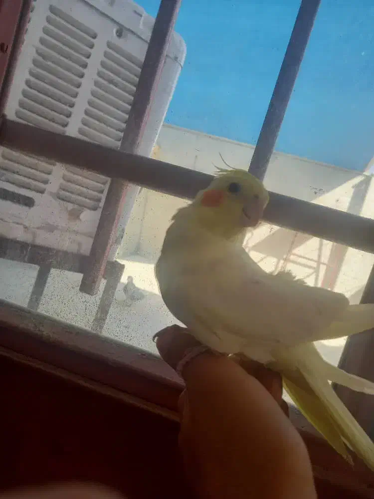 عروس هلندی ماده دستی و مولد|پرنده|خمینی‌شهر, |دیوار