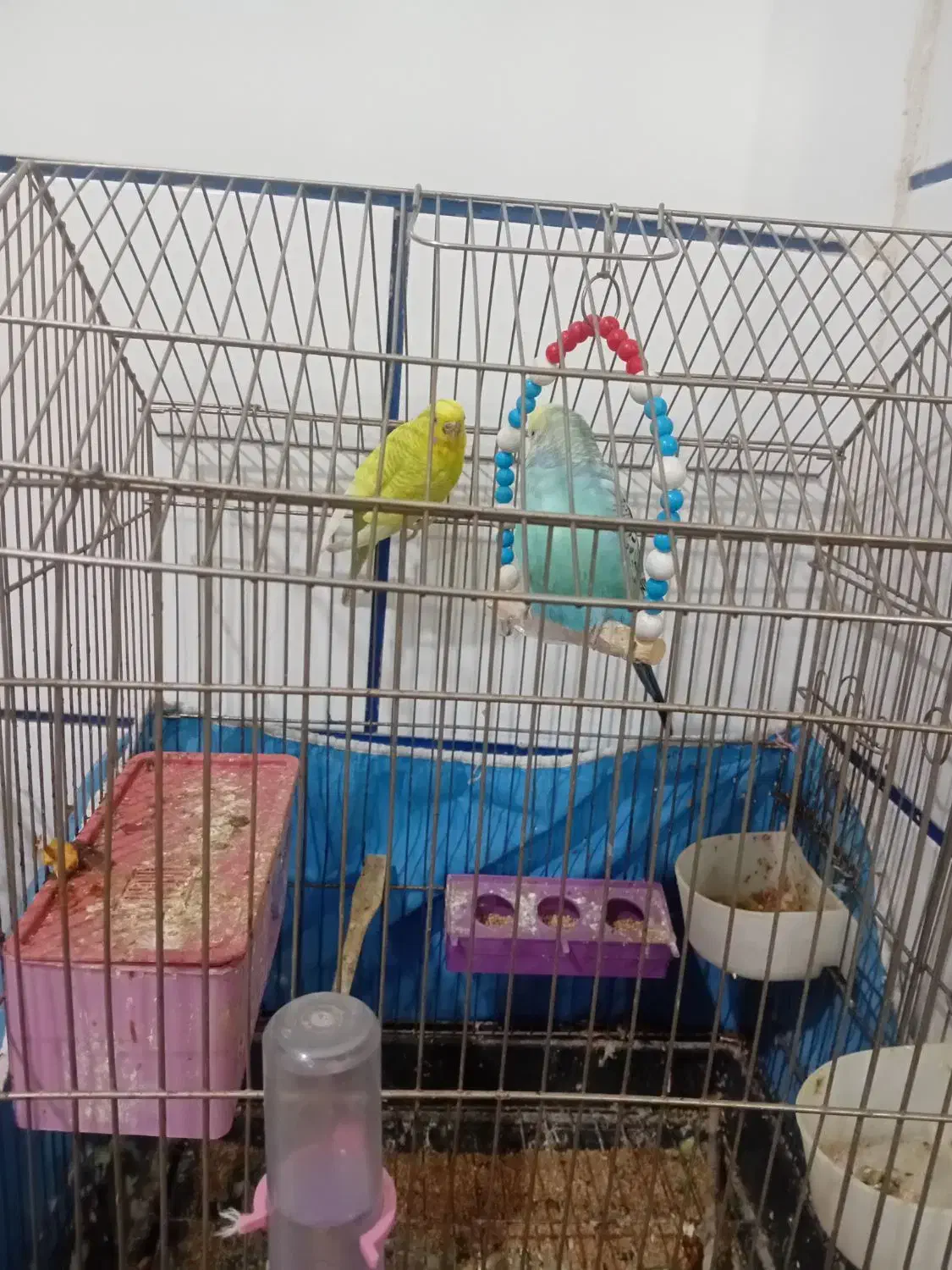 مرغ عشق|پرنده|آبادان, |دیوار