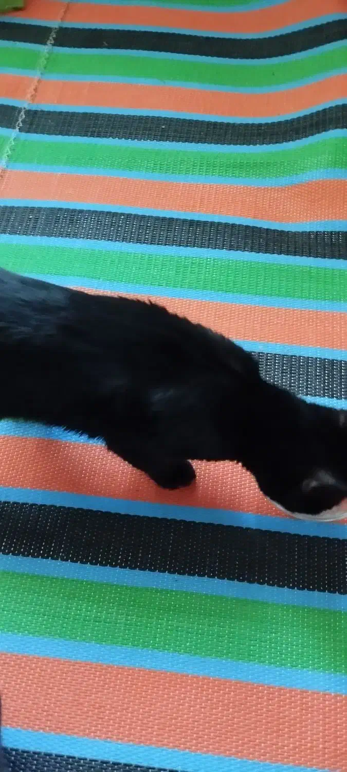 گربه سیاه کوچولو|گربه|یاسوج, |دیوار