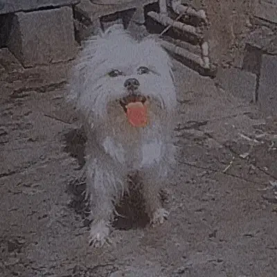 سگ پاپی نر شیتزوپامر|سگ|اصفهان, ارزنان|دیوار