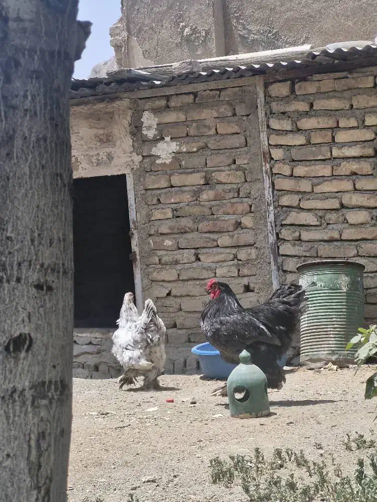 سه عدد مرغ و خروس|پرنده|هشتگرد, شهرک بعثت|دیوار