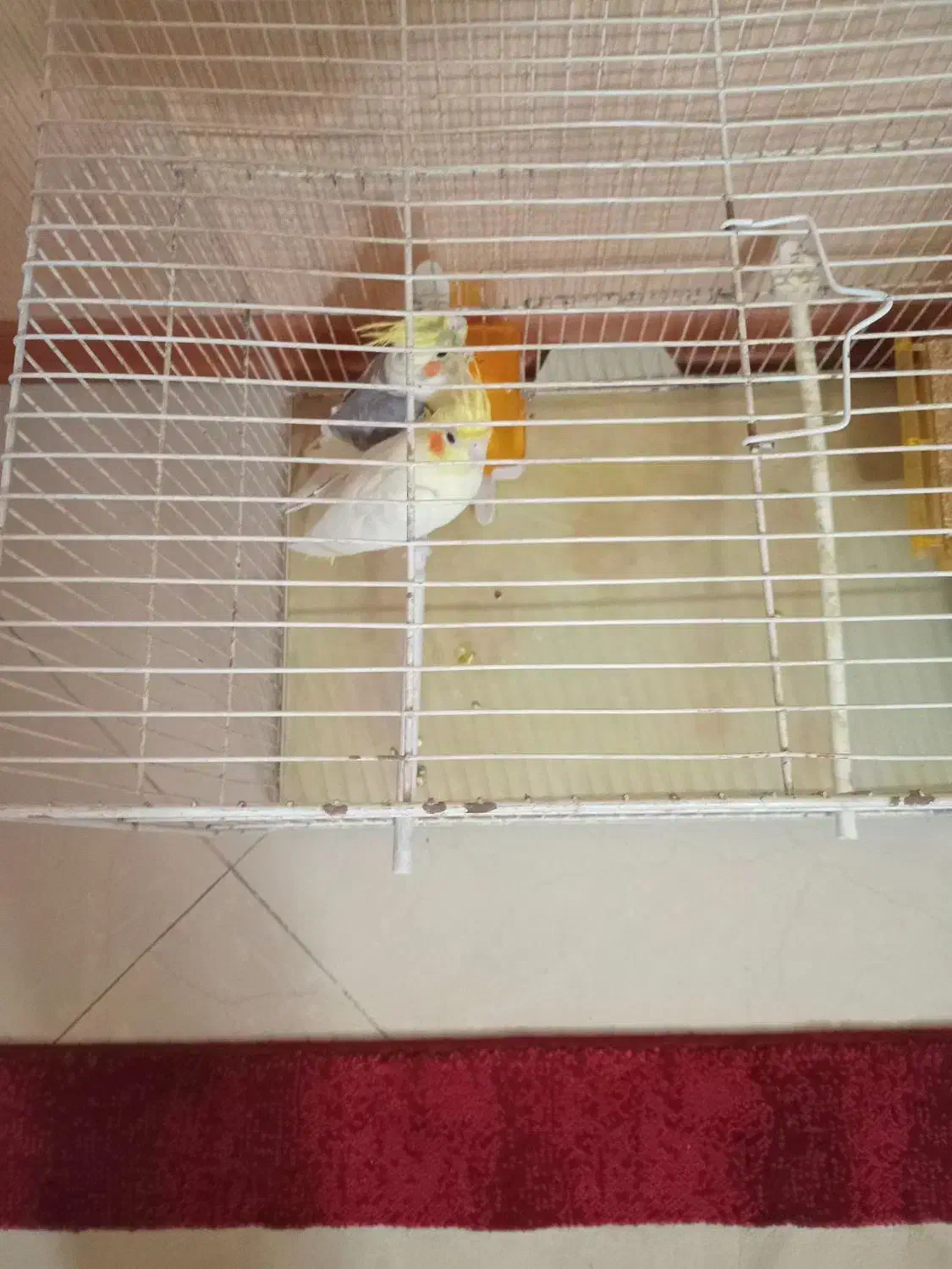 جفت عروس هلندی مولد|پرنده|مشهد, شریف|دیوار