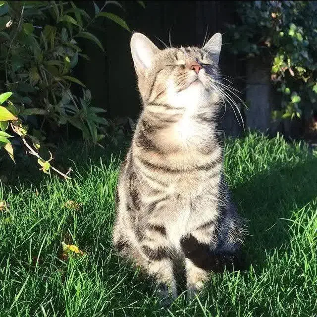 پذیرفتن سرپرستی گربه|گربه|خرمآباد, |دیوار