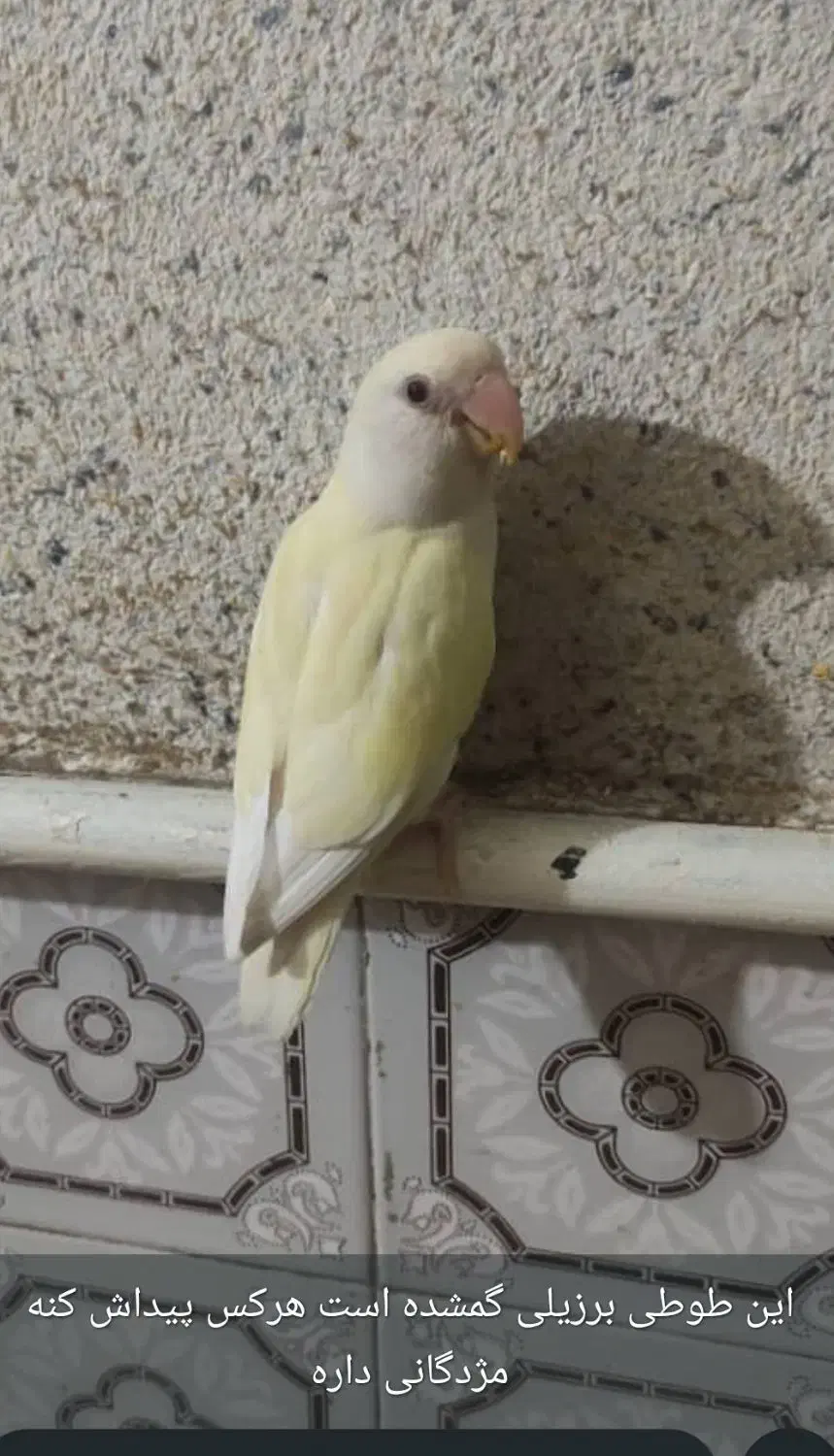 طوطی گمشده|حیوانات|بهبهان, |دیوار