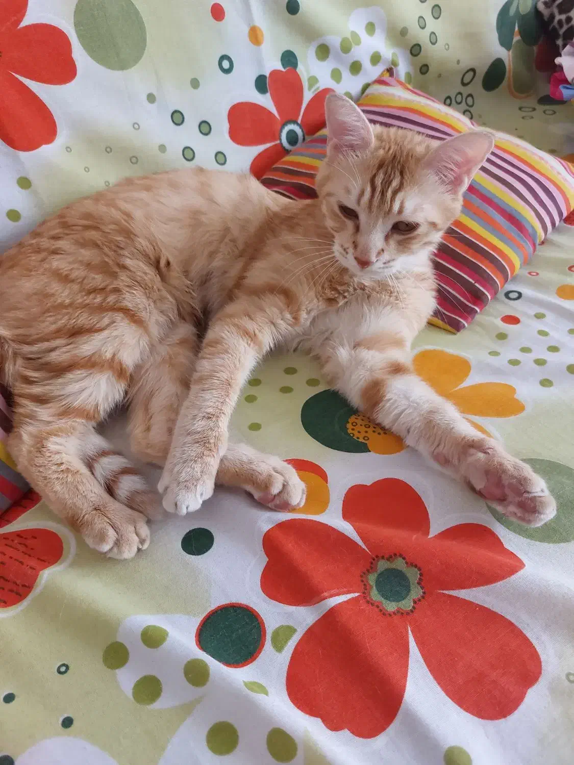 واگذاری گربه نارنجی یک ساله|گربه|اردبیل, |دیوار