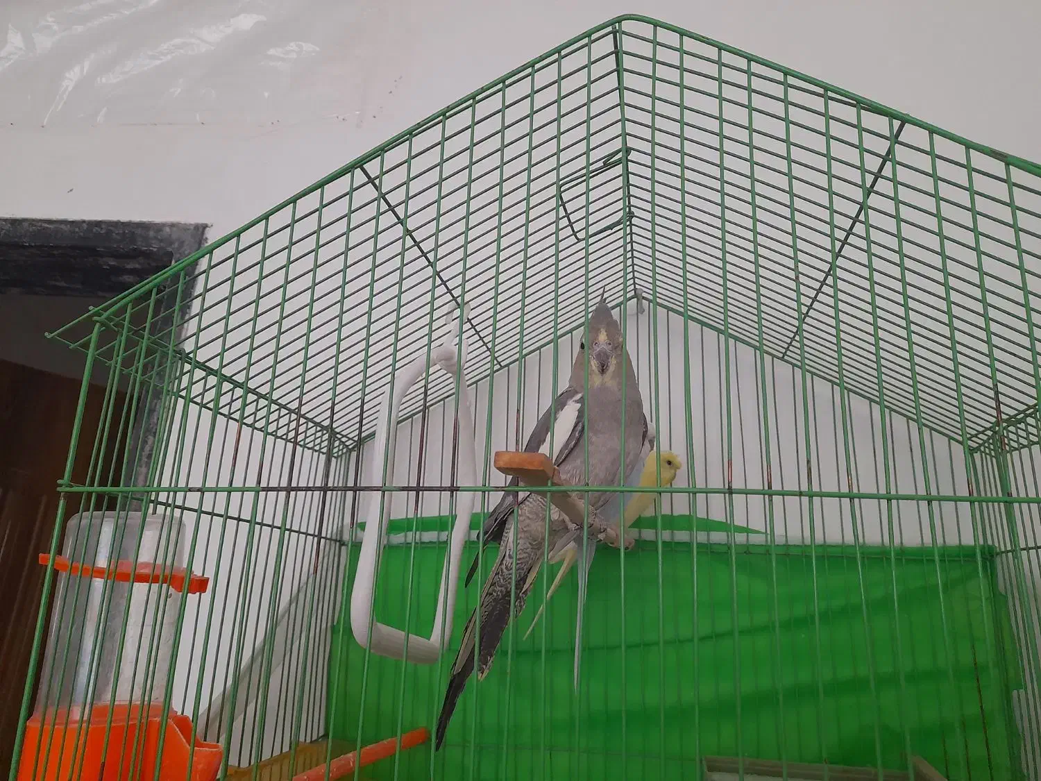 پرنده|پرنده|بیرجند, |دیوار