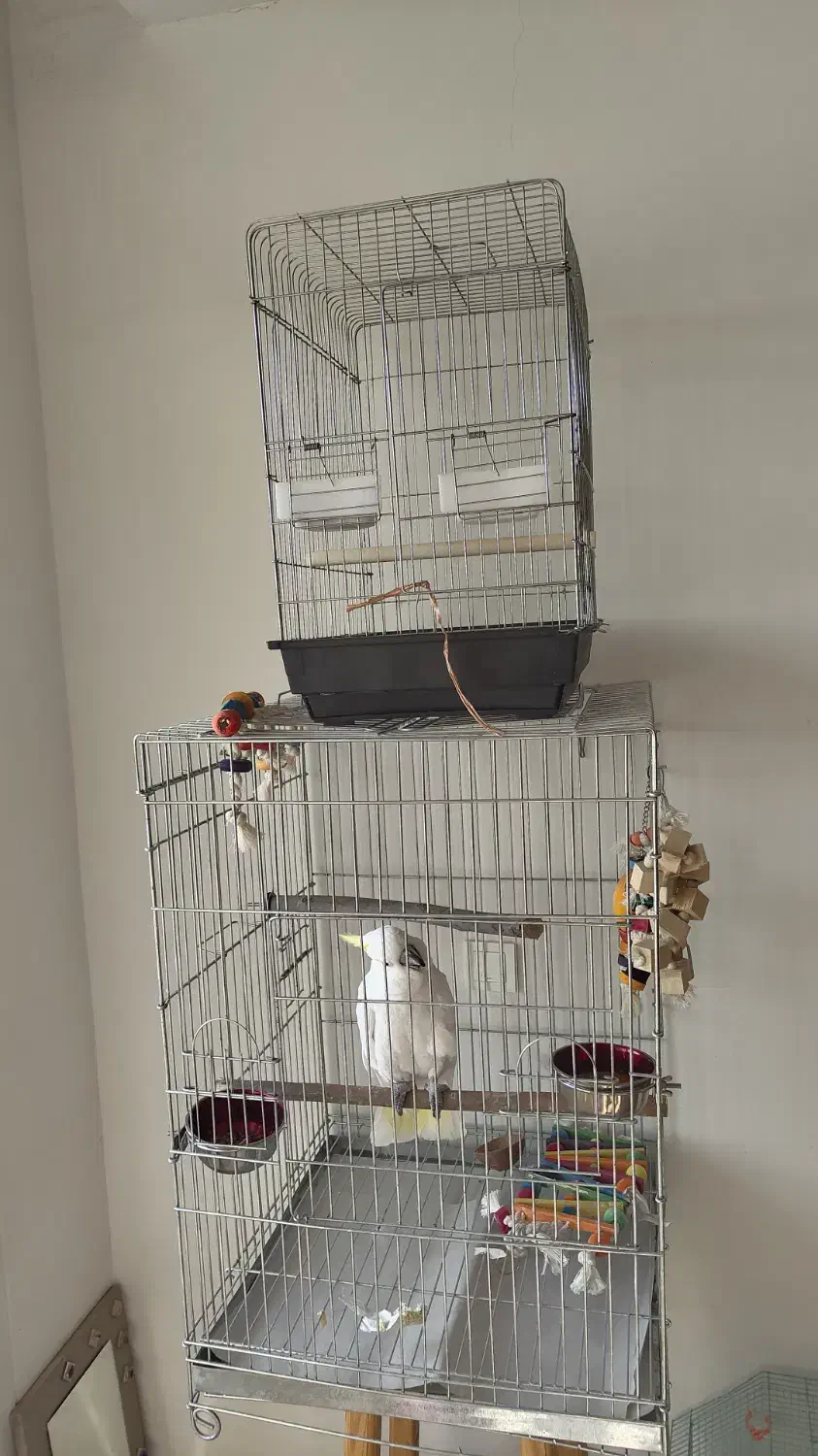 قفس آرا کاکادو کاسکو شاه طوطی|لوازم جانبی حیوانات|کن, |دیوار