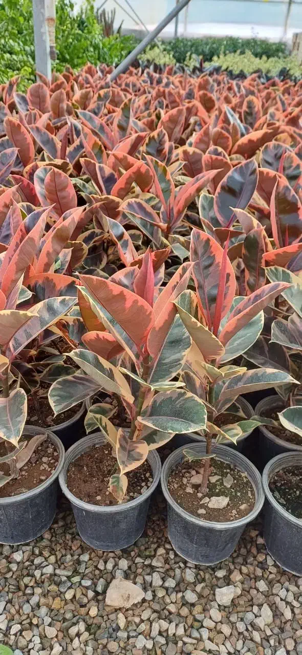 حراج فوق‌العاده تمامی گل های آگهی فقط 1.6.5ت|گل و گیاه طبیعی|مشهد, هدایت|دیوار