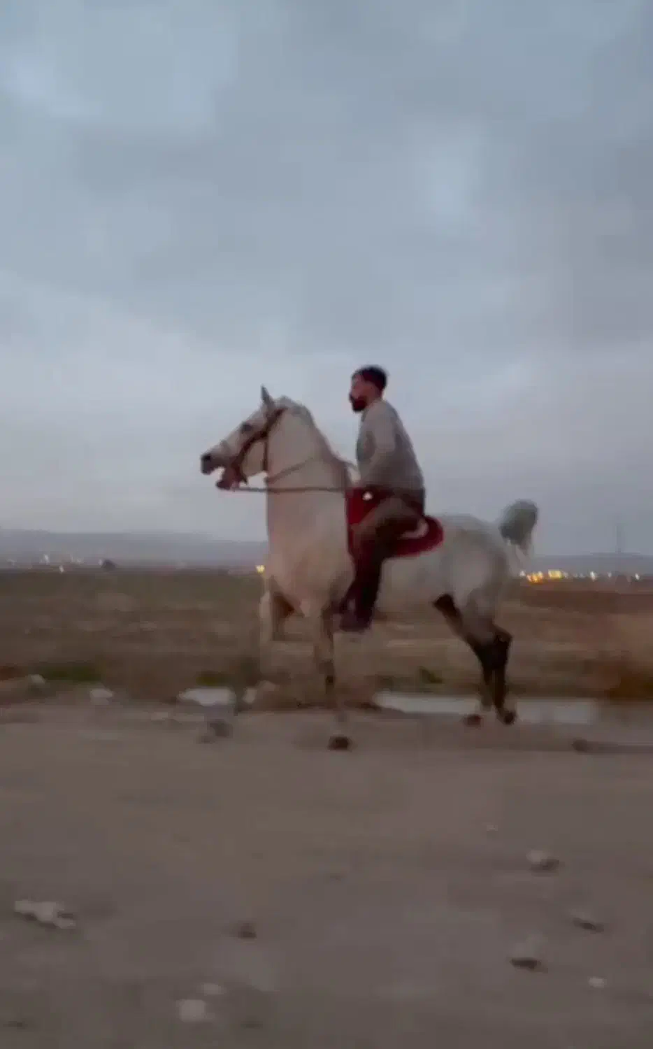 اسب نریان|اسب و تجهیزات اسبسواری|تبریز, |دیوار