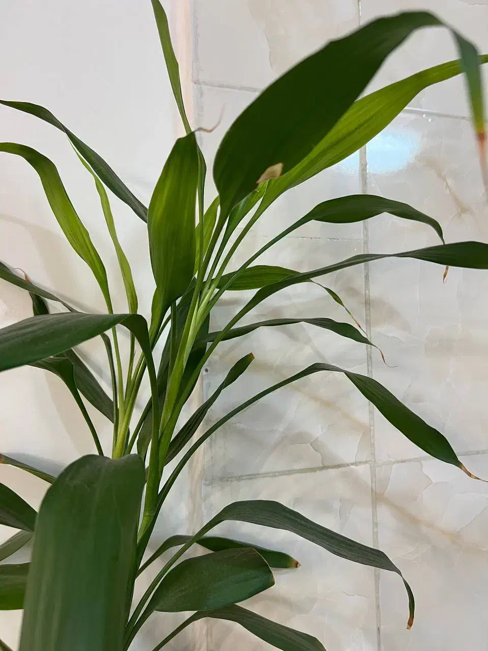 گل بامبو  درخت مو گل رز محمدی و ناز ژاپنی|گل و گیاه طبیعی|تهران, دکتر هوشیار|دیوار