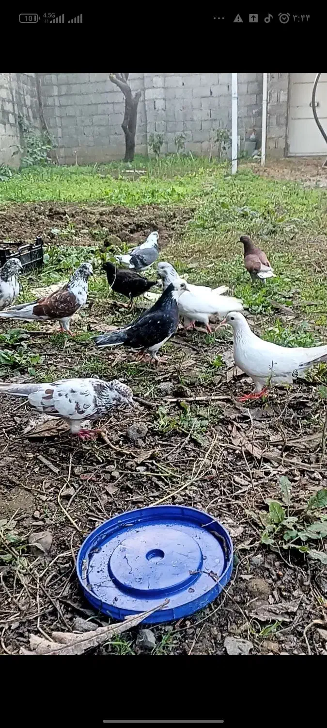 کفتر کبوتر|پرنده|رشت, یخسازی|دیوار