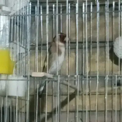 طوطی عروس هلندی|پرنده|اندیمشک, |دیوار