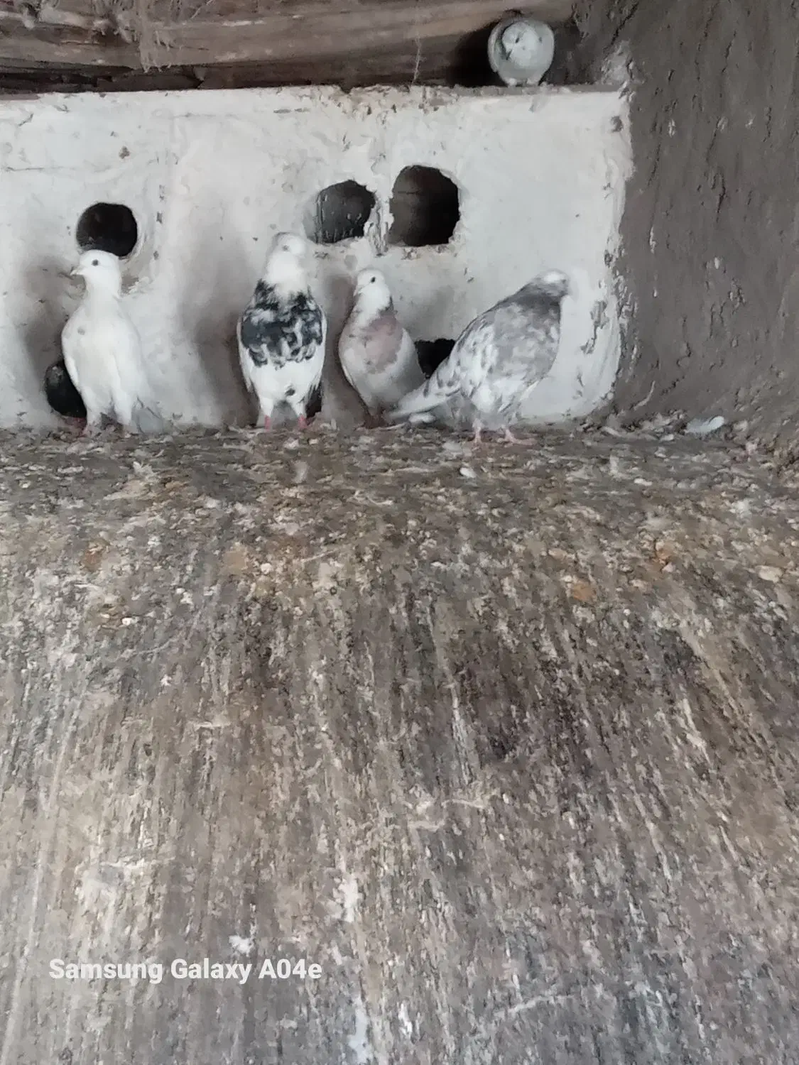 کبوتر طوقی و تهرانی|پرنده|خاوه, |دیوار