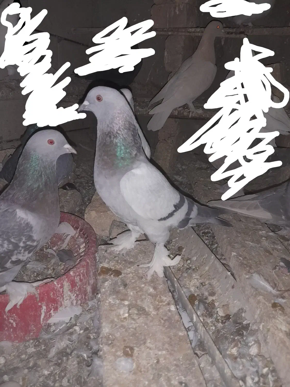 سبز ماده ترکیه ای|پرنده|شهرکرد, |دیوار