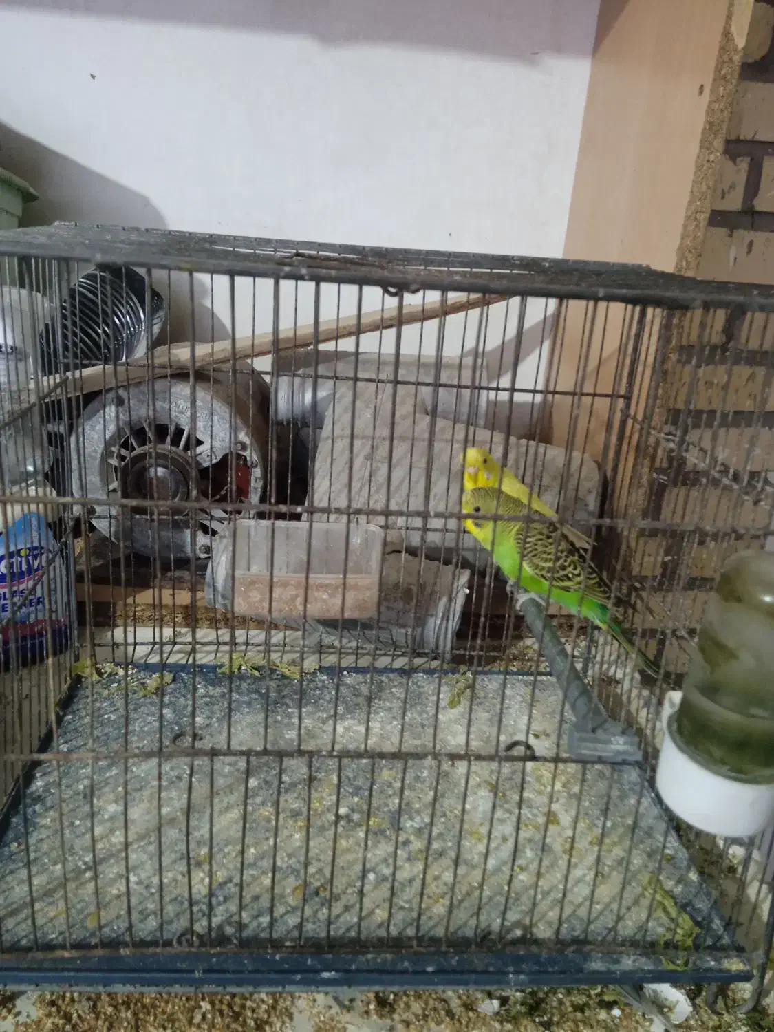 مرغ عشق|پرنده|آشخانه, |دیوار