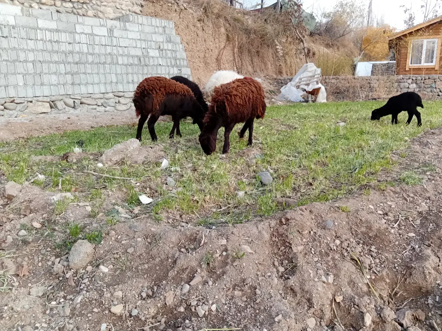 بره ماده قزل افشار|حیوانات مزرعه|سرخه حصار, |دیوار