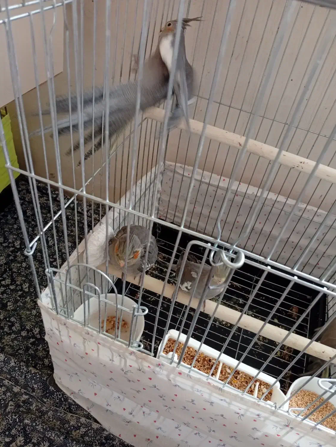 عروس هلندی|پرنده|صائین قلعه, |دیوار